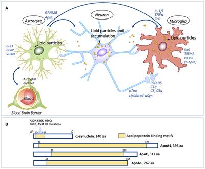 Novel Results and Concepts Emerging From Lipid Cell Biology Relevant to Degenerative Brain Aging and Disease